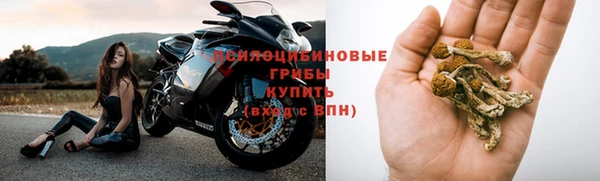 стаф Аркадак